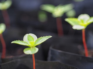 Small saplings in a black plastic drainage bag. For cultivation in plant concept, growth, environment.