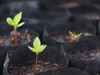 Small saplings in a black plastic drainage bag. For cultivation in plant concept, growth, environment.