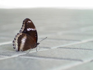 Butterfly on the floor in the concept of flying animals and insects.