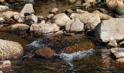 stream in forest