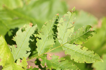 Weevil feeding damage on green leaves of ash