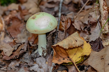 mushroom in the forest