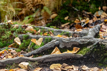 tree roots on autumn path