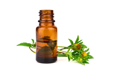 Bidens Frondosa Plant Extract in a Bottle. Also Known as Devil's Beggarticks, Bootjack, Sticktights, Bur Marigold, Pitchfork Weed, Tickseed Sunflower. Isolated on White Background.
