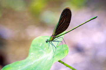 Image of beautiful dragonfly (Neurobasis chinensis chinensis) on green leaves. Insect. Animal