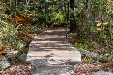 wooden pathway in the park