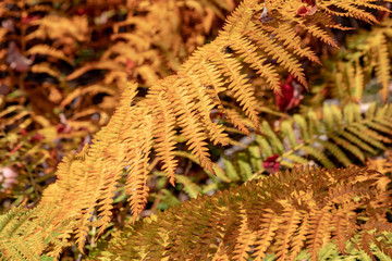 autumn fern in forest with autumn sunshine