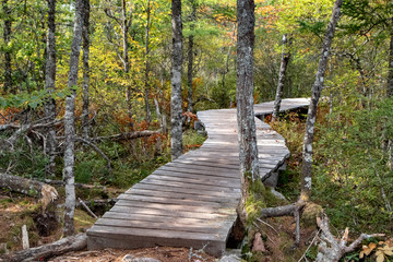 Obraz premium wooden bridge in the forest