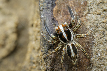 Image of Jumping spiders(Plexippus paykulli) on nature background. Insect. Animal