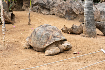 Galapagos giant tortoise (Cheloponoidis elephantopus) is crawling on the ground.