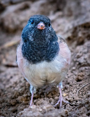 Dark-eyed junco in Southern Oregon