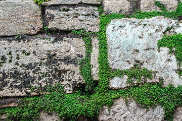 Stone and plant wall background
