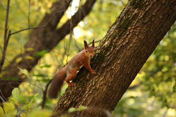 Red squirrel in autumn Park