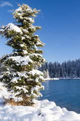 Snow Covered Branches on Evergreen Tree by Mountain Lake