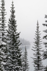Tall Fir Trees Covered with Fresh Snowfall 