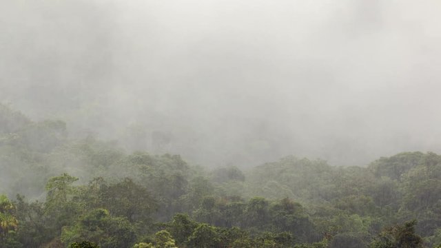 Time-lapse of mist and heavy rain falling onto montane rainforest. In the  Rio Quijos Valley in the Amazonian foothills of the Andes, Ecuador. 