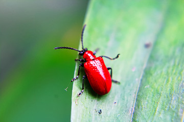 A red lily beetle on a leaf