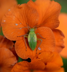 Capsid bug