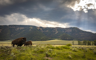 Bison in Yellowstone National Park's Lamar Valley