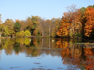 autumn foliage landscape with reflective lake, colorful trees and two swans