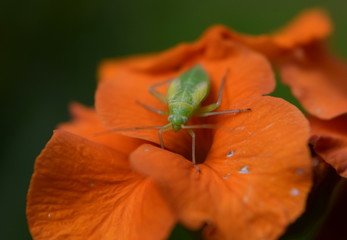 Capsid bug