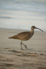 p&aacute;jaro en la playa