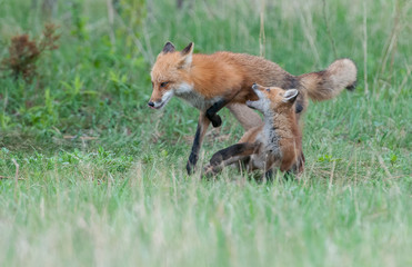 Red fox family