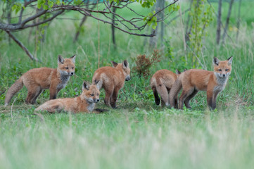 Red fox family