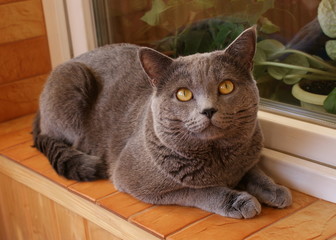 Красивый серый кот сидит на подоконнике