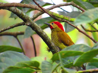 PAJARO CARPINTERO