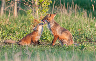 Red fox family