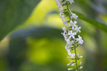 Sichang or Bali Burmese (English: Chinese Rose; Scientific name: Citharexylum spinosum Linn.) Is a small tree in the family Verbenaceae, 3-10 meters tall, shrubs, branches. The leaves are lanceolate