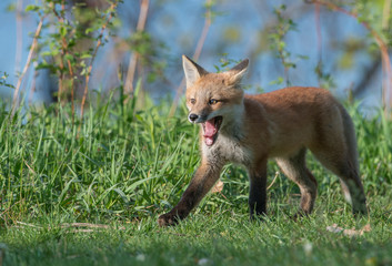 Fototapeta premium Red fox family