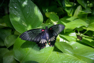 Black Swallowtail