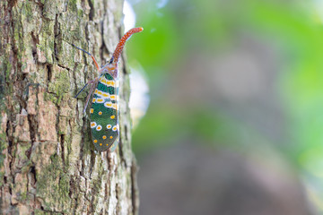 Lantern fly lantern bug, Pyrops sultana