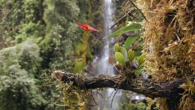 Micro-Orchid (Lepanthes pastoensis) flowering in Andean cloudforest. A waterfall in the background. The leaves are 1cm in length. At 3,000m altitude in the Rio Pita Valley near Quito, Ecuador.