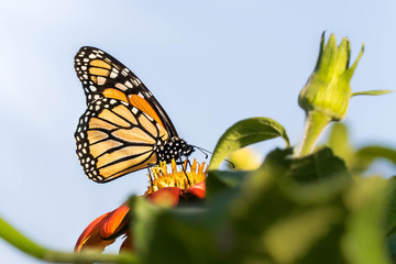 Monarch 