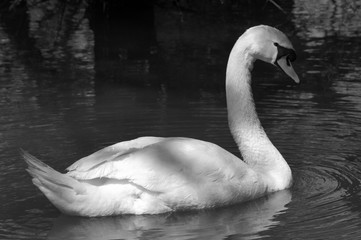 White swan