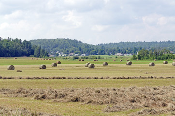 Hay bails in a field