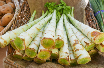 Celtuce stalks on burlap in a basket