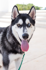 Siberian husky with heterochromia
