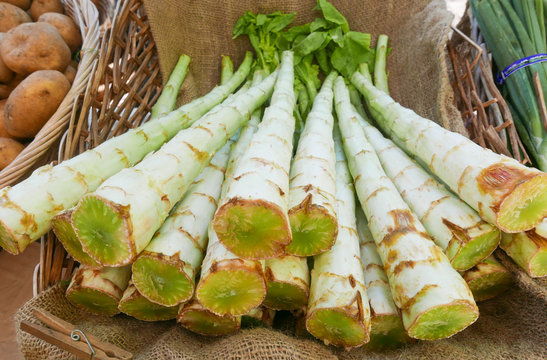 Celtuce stalks on burlap in a basket