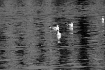 Bird in flight