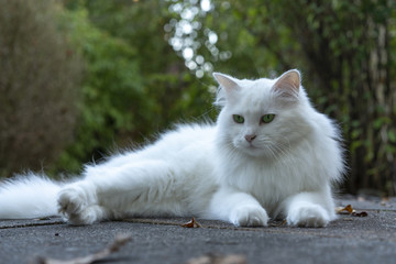 Naklejka na ściany i meble Schöne weiße langhaar Katze liegt auf Herbstlaub