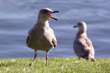 screaming Seagull on green grass