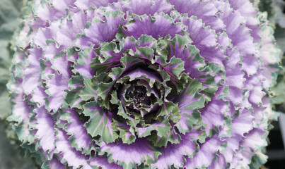 Decorative kale