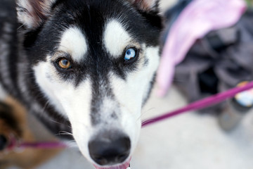 Siberian husky with heterochromia