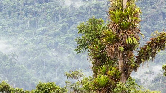 Rainforest tree loaded with bromeliads and other epiphytes on a mountain slope in the Rio Quijos Valley, the Ecuadorian Amazon. Time-lapse.