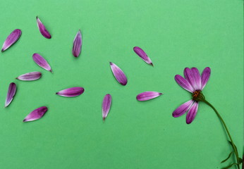 Pink petals