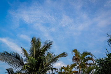 Copy space of silhouette tropical palm tree with sun light on sunset sky and cloud abstract background. Summer vacation and nature travel adventure concept.